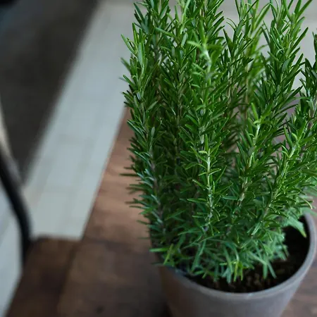 Terrazza Teodorico Lägenhet *